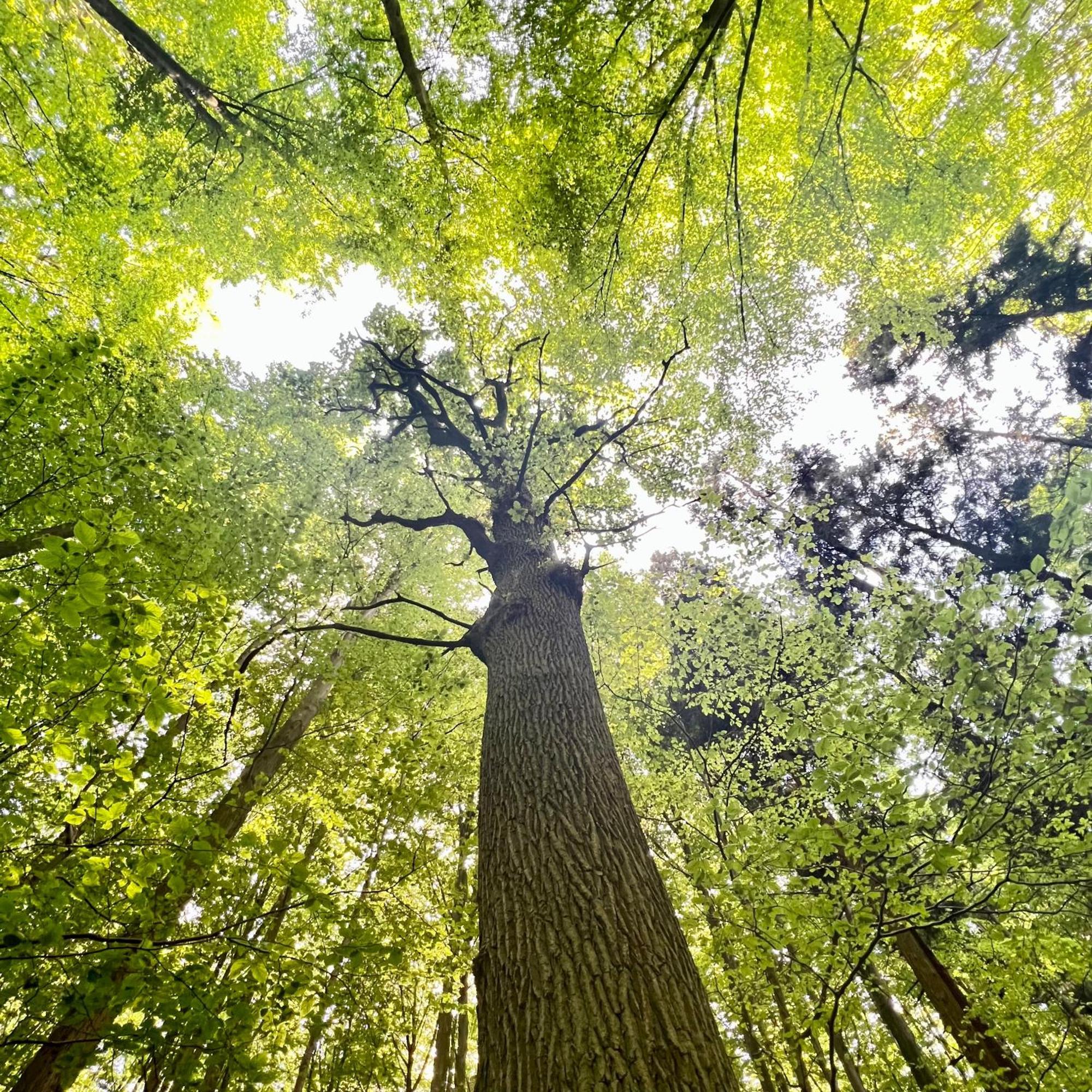 布赖恩拉勒Bois De Hal住宿加早餐旅馆 外观 照片