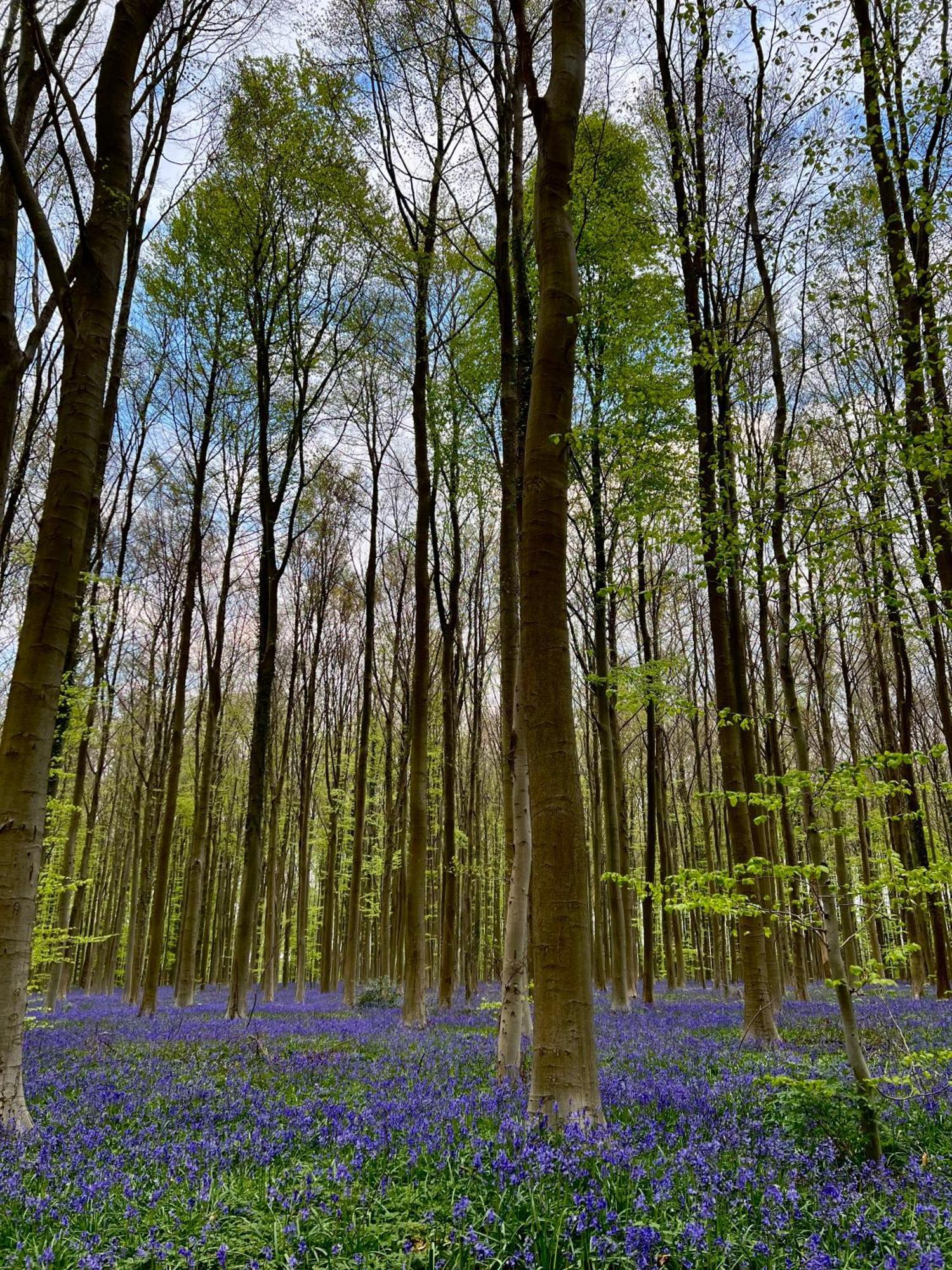布赖恩拉勒Bois De Hal住宿加早餐旅馆 外观 照片